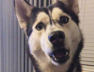 攻击网站服务器