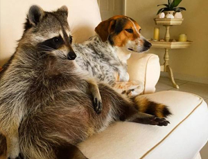 服务器攻击软件